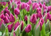 Tulipa Purple Prince (2)